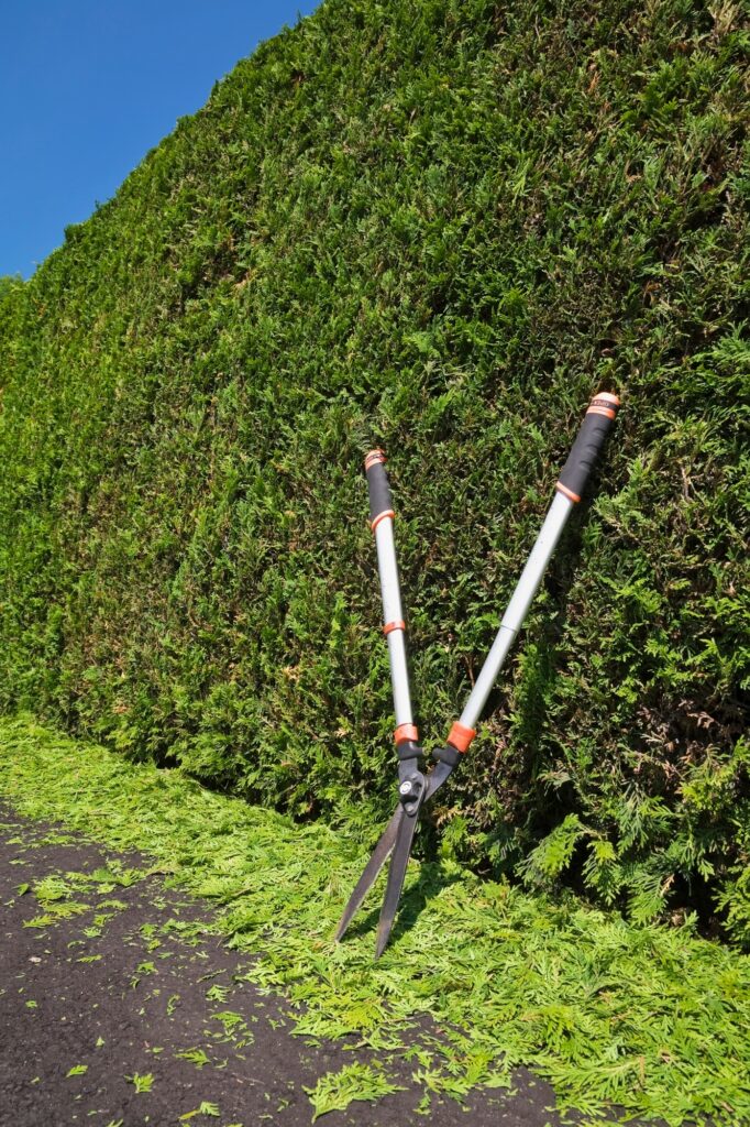 Clipped Thuja occidentalis - cedar tree hedge with garden shears and trimmings on black asphalt